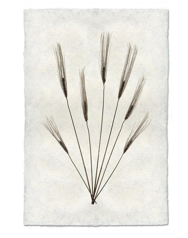Print, Barlogo, 9x14